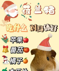 荷兰猪可以吃苹果吗 荷兰猪可以吃苹果吗