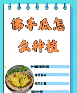 佛手瓜的种植方法 佛手瓜的种植方法