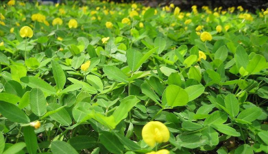 大豆开花期可以喷叶面肥吗 大豆开花期可以喷叶面肥吗