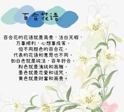 百合花语是什么 百合花语是什么