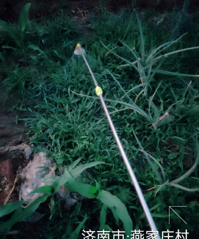 打过莠去津的地下茬能种什么 打过莠去津的地下茬能种什么