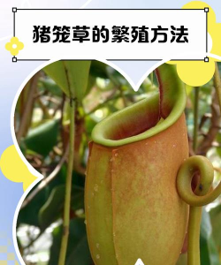 猪笼草如何驯养 猪笼草如何驯养
