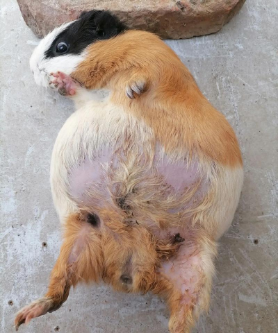 荷兰猪最大能长多大 荷兰猪最大能长多大