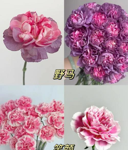 康乃馨花什么价格 康乃馨花什么价格