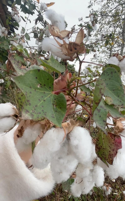 棉花长在树上还是土里 棉花长在树上还是土里