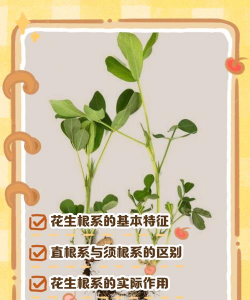 花生是根还是茎 花生是根还是茎