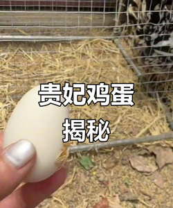 贵妃鸡孵蛋要多少天 贵妃鸡孵蛋要多少天