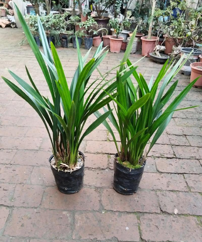 墨兰叶子如何绿 墨兰叶子如何绿