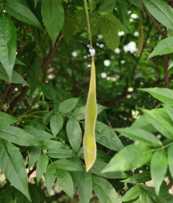 紫藤的果实可以吃吗 紫藤的果实可以吃吗