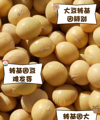 转基因大豆能发芽吗 转基因大豆能发芽吗