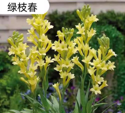 晚香玉施什么肥 晚香玉施什么肥