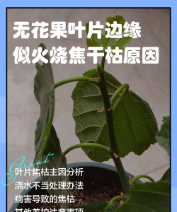 无花果叶子枯黄为什么 无花果叶子枯黄为什么