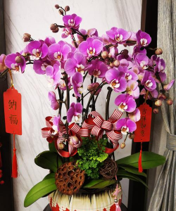 “4种”年宵花,春节养最合适,家里喜气洋洋,过个团圆年! “4种”年宵花,春节养最合适,家里喜气洋洋,过个团圆年!