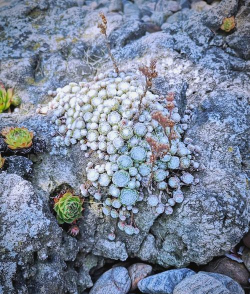 多肉长生草,石头缝里都能长,零下20度冻不坏! 多肉长生草,石头缝里都能长,零下20度冻不坏!