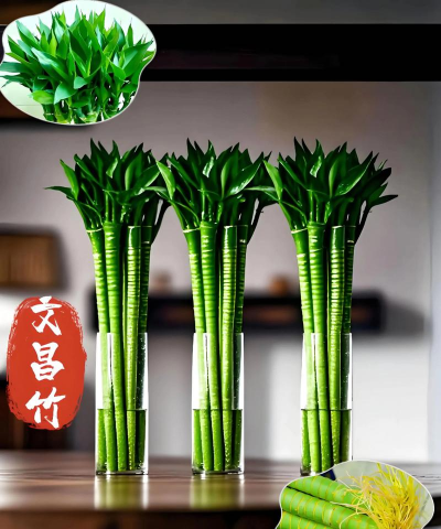 这3种“竹子”最适合在家养,棵棵枝条翠绿,叶子茂密,旺运! 这3种“竹子”最适合在家养,棵棵枝条翠绿,叶子茂密,旺运!
