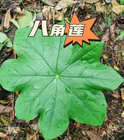 六角莲和八角莲的区别 六角莲和八角莲的区别