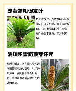 夏天如何养好铁树 夏天如何养好铁树