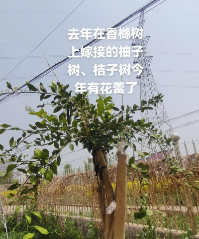 柚子树如何嫁接杂柑 柚子树如何嫁接杂柑