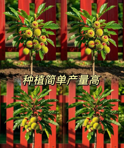 板栗树怎么育苗 板栗树怎么育苗