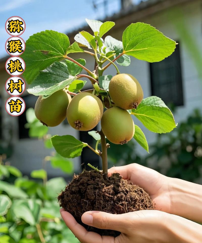 猕猴桃苗木什么时候种 猕猴桃苗木什么时候种