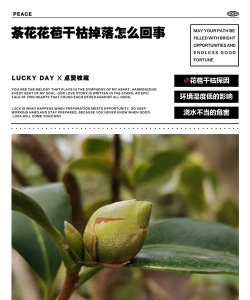 茶花刚开花就掉了什么原因 茶花刚开花就掉了什么原因