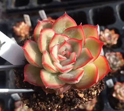 雨燕座和猎户座的区别 雨燕座和猎户座的区别