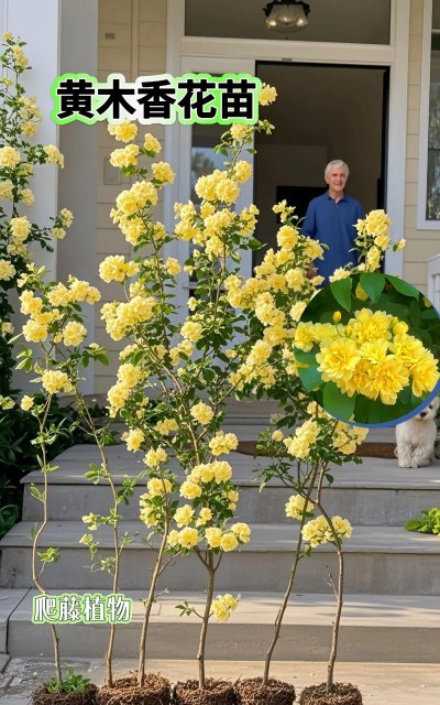 黄木香和白木香的区别,黄木香好养吗 黄木香和白木香的区别,黄木香好养吗
