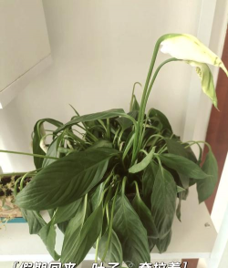 一帆风顺为什么打蔫了 一帆风顺为什么打蔫了