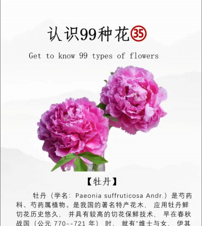 牡丹花的习性 牡丹花的习性