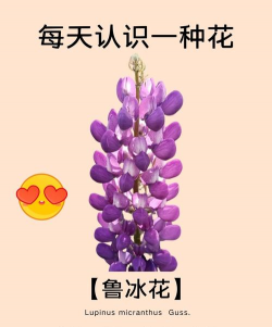 鲁冰花是什么花 鲁冰花是什么花