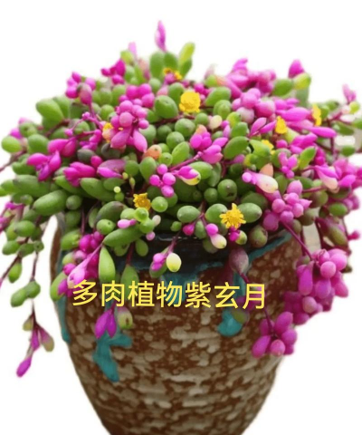 珍珠吊兰为什么开花很少 珍珠吊兰为什么开花很少