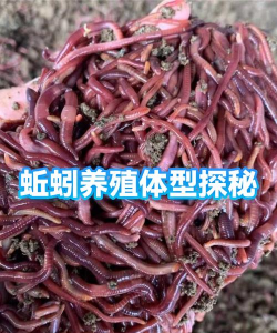 蚯蚓养殖每斤多少钱 蚯蚓养殖每斤多少钱