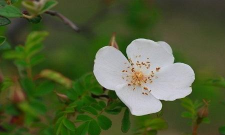 峨眉蔷薇怎么养 峨眉蔷薇怎么养