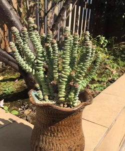 春之奇迹的养殖方法 春之奇迹的养殖方法