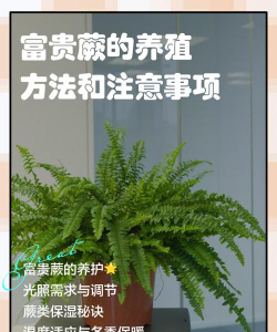 富贵蕨的养殖方法和注意事项 富贵蕨的养殖方法和注意事项