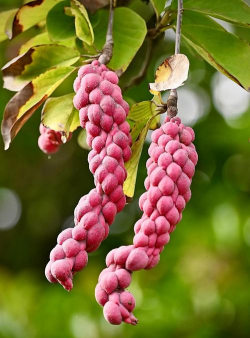 玉兰果叫什么 玉兰果叫什么