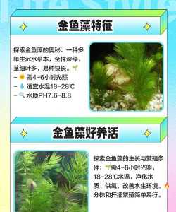 金鱼藻如何养 金鱼藻如何养