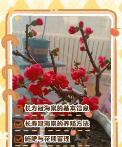长寿海棠的养殖方法 长寿海棠的养殖方法