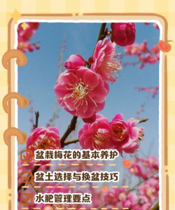 红梅花怎么养 红梅花怎么养
