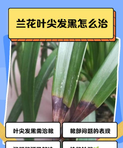 兰花叶子尖发黑是什么原因怎么处理 兰花叶子尖发黑是什么原因怎么处理