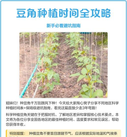 豆角种植时间和技术 豆角种植时间和技术
