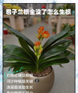 君子兰根全没了怎么生根 君子兰根全没了怎么生根