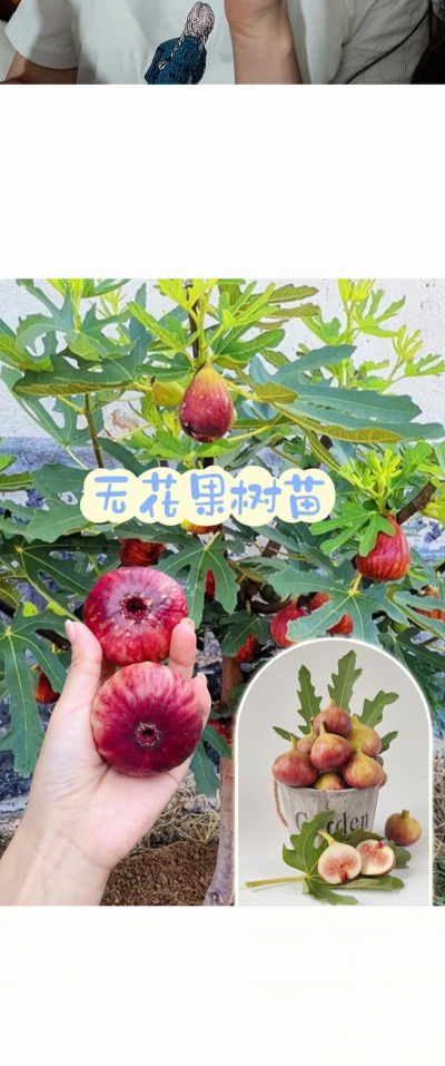 无花果8月份能栽活吗 无花果8月份能栽活吗