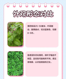 鱼香草和薄荷的区别 鱼香草和薄荷的区别