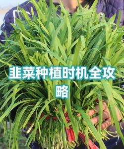 韭菜8月份可以种吗 韭菜8月份可以种吗