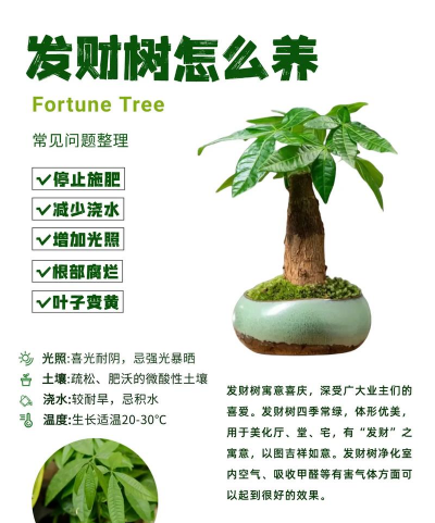 发财树怎么移植才能成活 发财树怎么移植才能成活