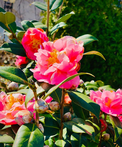 茶梅花怎么养殖方法 茶梅花怎么养殖方法