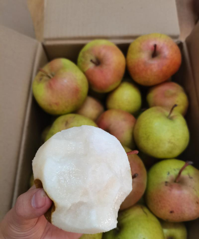 苹果梨是苹果还是梨 苹果梨是苹果还是梨