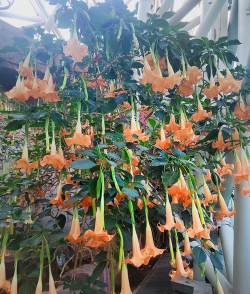 曼陀罗花什么颜色 曼陀罗花什么颜色