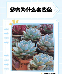 多肉为什么不会变色 多肉为什么不会变色